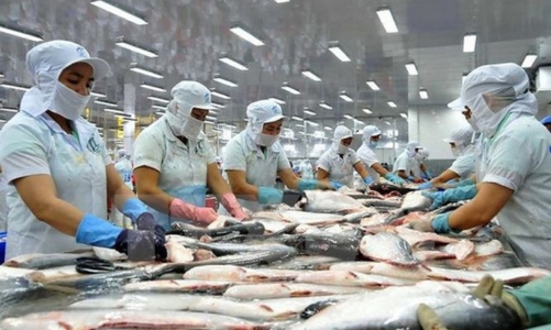 Áp dụng công nghệ chế biến sâu: Tăng lợi nhuận cho ngành cá tra    