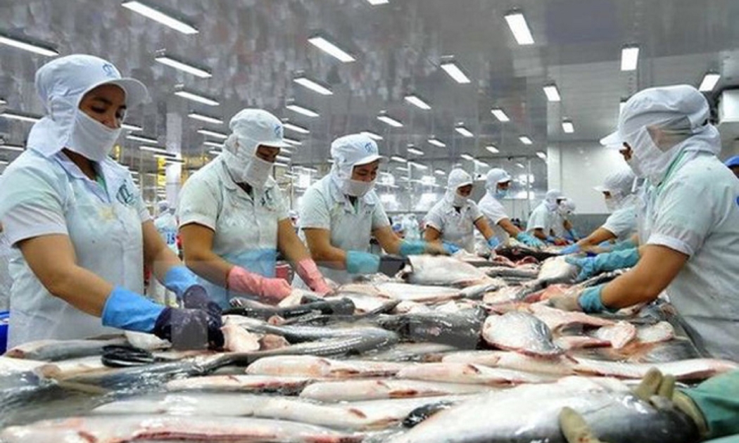 Cá tra vẫn chủ yếu xuất khẩu với sản phẩm đông lạnh