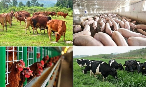 Tổng sản lượng thịt hơi lần đầu chạm mốc 7 triệu tấn