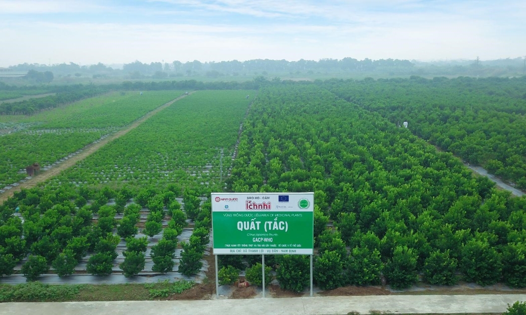 Vùng trồng quất (Nam Định) cung cấp nguồn dược liệu sạch sản xuất Siro ho cảm Ích Nhi.
