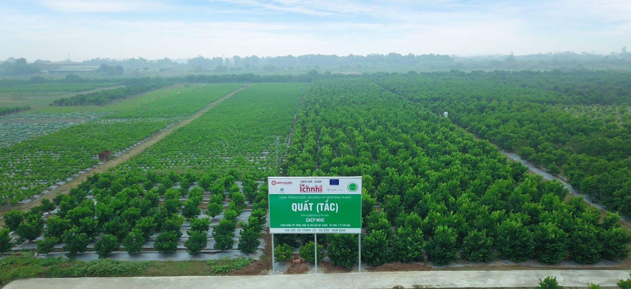 Vùng trồng quất (Nam Định) cung cấp nguồn dược liệu sạch sản xuất Siro ho cảm Ích Nhi.