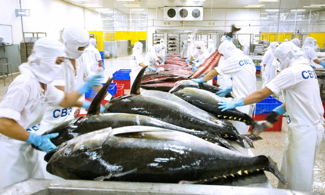 Giá trị xuất khẩu cá ngừ tăng trưởng 41%.