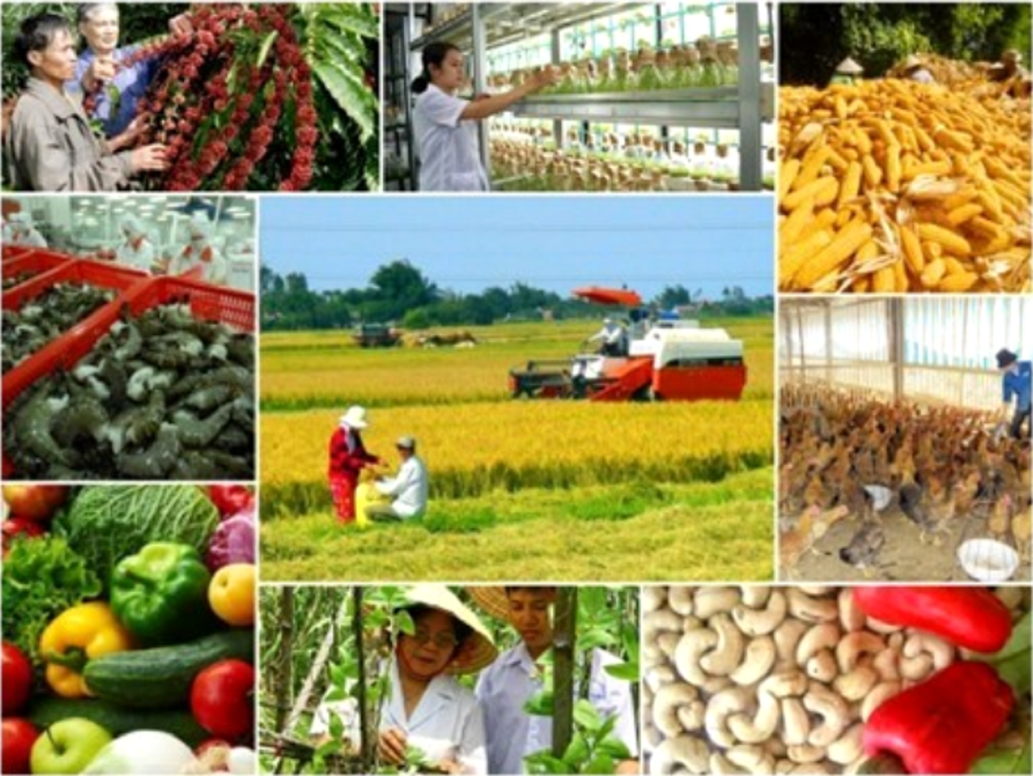 Ngành nông nghiệp tăng trưởng mạnh về giá trị xuất khẩu