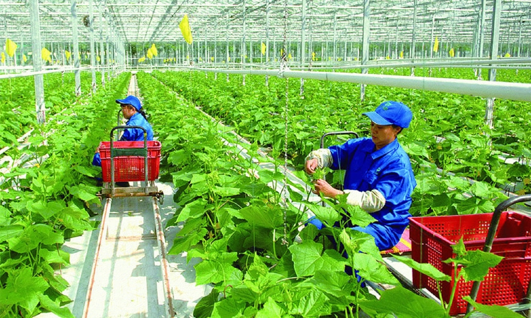 Sản xuất nông nghiệp đang chuyển dịch mạnh mẽ