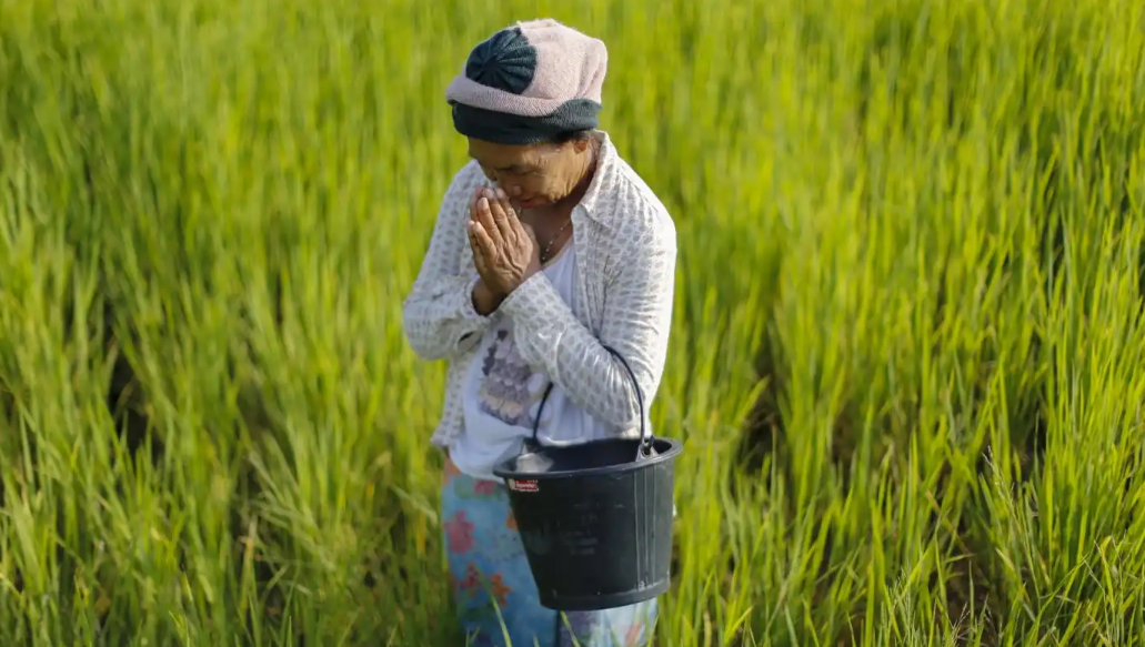 Một nông dân ở Khon Kaen, Thái Lan - Ảnh: Reuters.