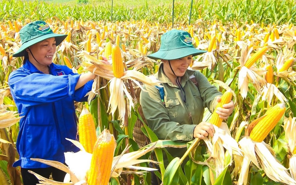 Tây Nguyên có nhiều lợi thế để phát triển cây ngô làm thức ăn chăn nuôi.