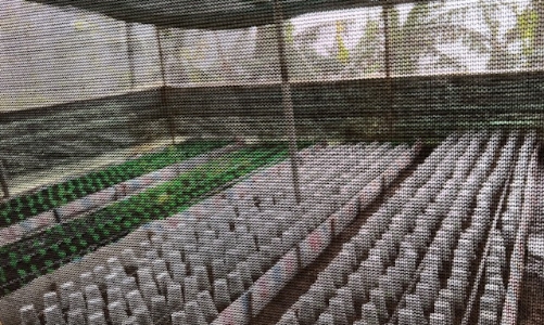 Ký xác nhận cho doanh nghiệp trồng sâm Ngọc Linh “trên giấy”, một Phó Chủ tịch huyện bị kiểm điểm trách nhiệm