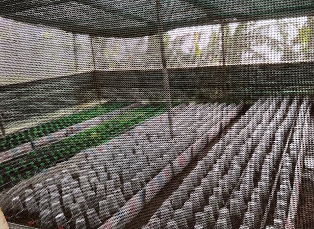 Một vườn ươm cấy mô giống sâm Ngọc Linh ở huyện Tu Mơ Rông, Kon Tum