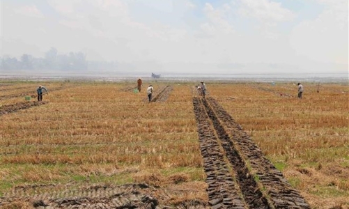 Bình Dương: Thu hồi và chuyển mục đích sử dụng hơn 1.700 ha đất trồng lúa