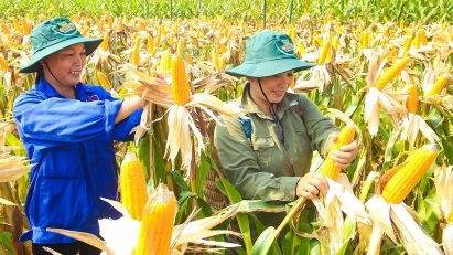 Central highlands holds potential in animal feed materials