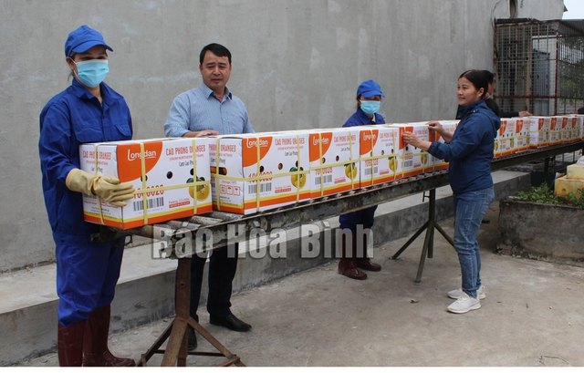 First batch of Cao Phong oranges exported to UK