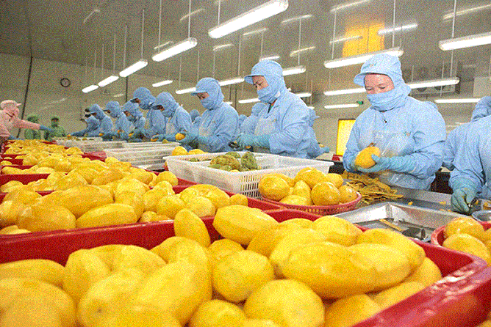 Mangoes being processed for export. 