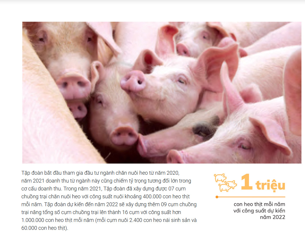 HAG cho biết, năm 2022 ngành chăn nuôi tiêu thụ được hơn 292.800 con heo thịt.