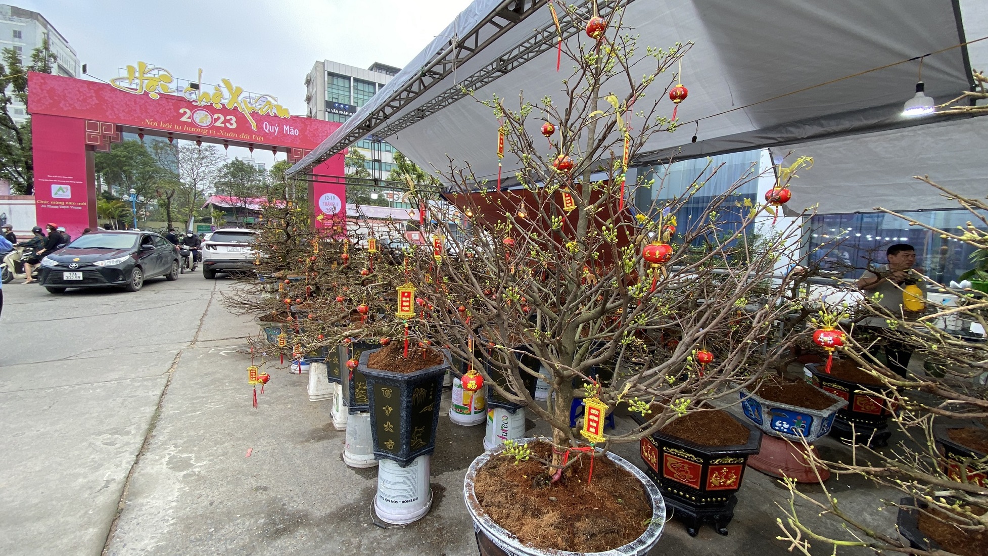 Hoa mai tại hội chợ Xuân năm nay