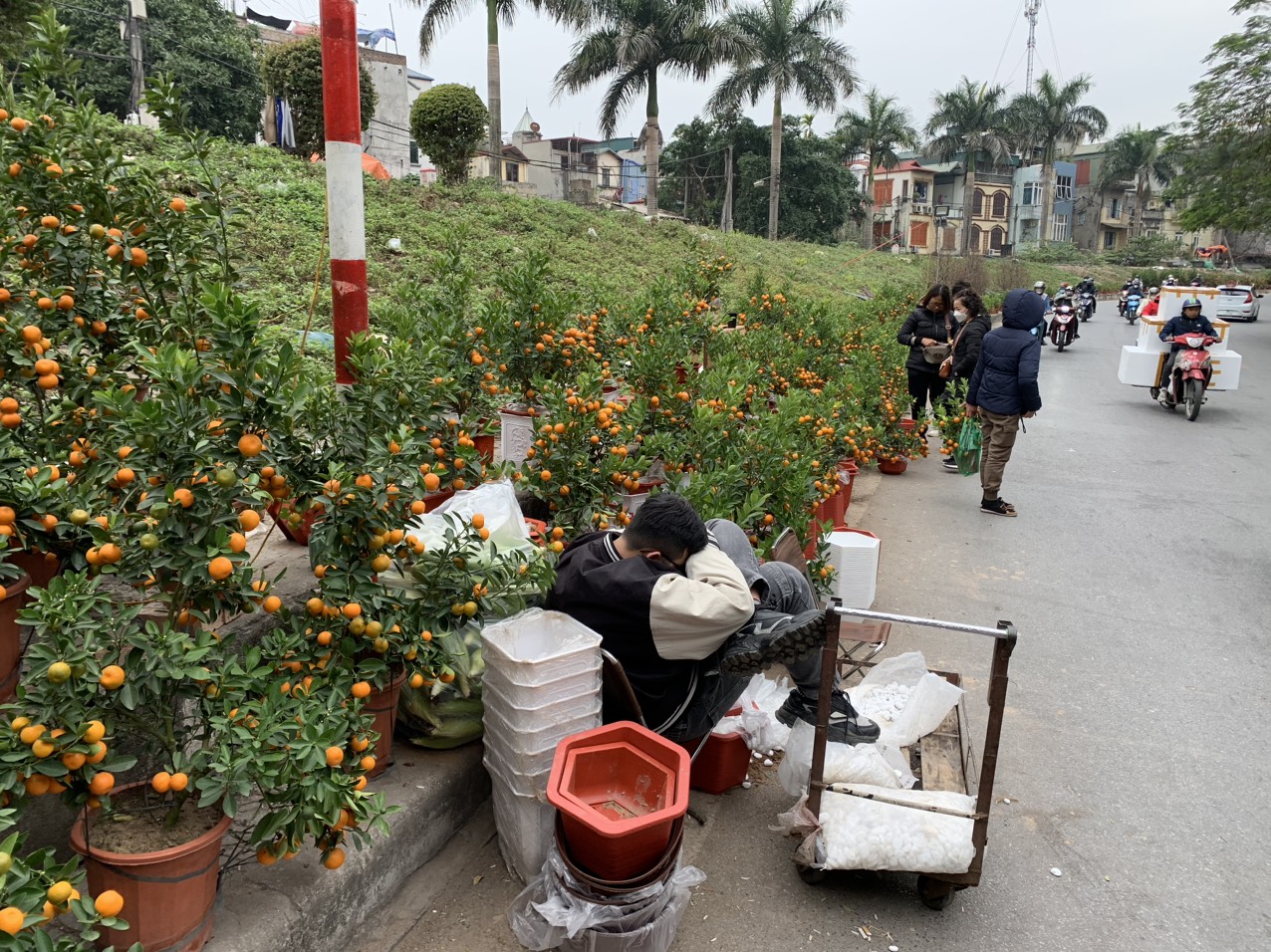 Trên phố Ngọc Thụy, một tiểu thương chán nản ngồi ngủ gật vì không có khách mua. Những loại quất cảnh nhỏ có giá từ 150 - 250 ngàn đồng/cây thường được bán khá nhanh nhưng năm nay vẫn ế. 