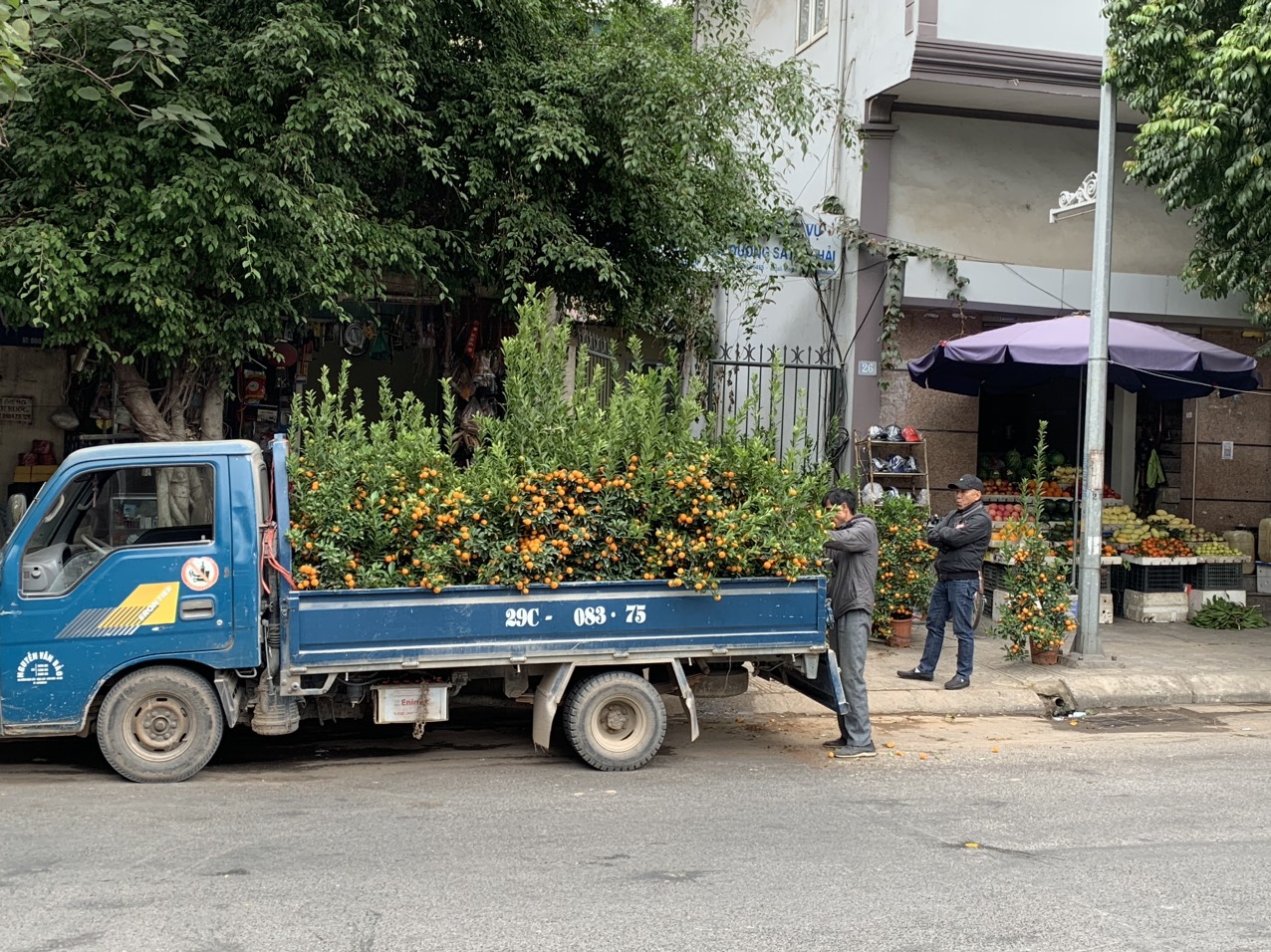 Trong khi đ&oacute;, c&aacute;c chủ vựa quất ở c&aacute;c địa phương l&acirc;n cận H&agrave; Nội vẫn đ&aacute;nh h&agrave;ng về. 