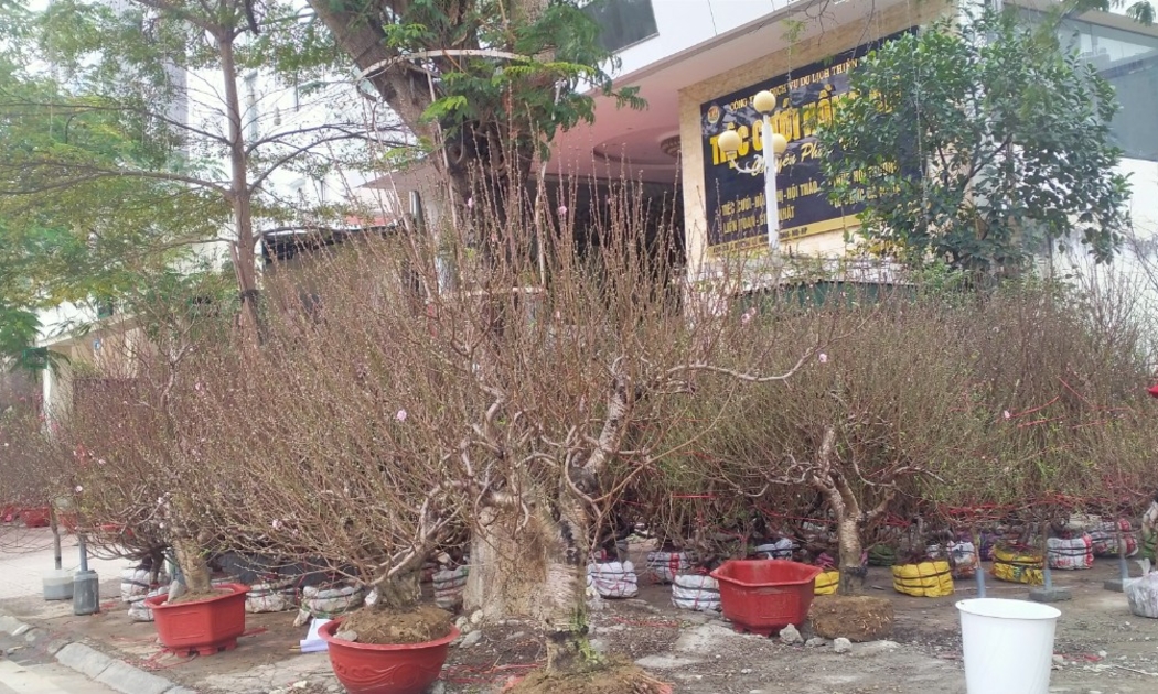 Người dân xã Đặng Cương tất bật với vụ đào Tết