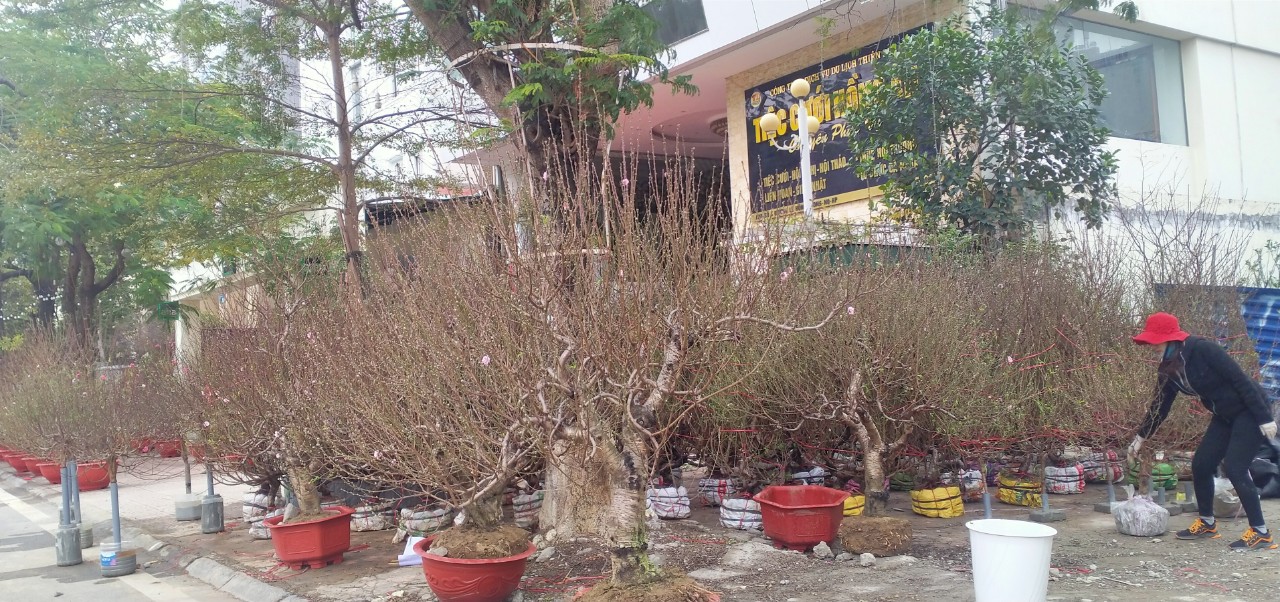 Người dân xã Đặng Cương tất bật với vụ đào Tết 