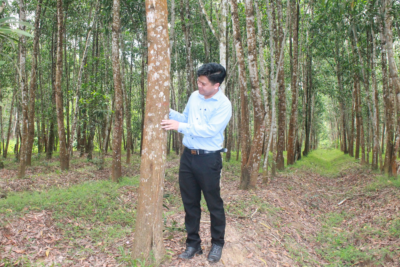 &Ocirc;ng Nguyễn Mạnh Cường trong một c&aacute;nh rừng trồng tai x&atilde; Thanh Sơn