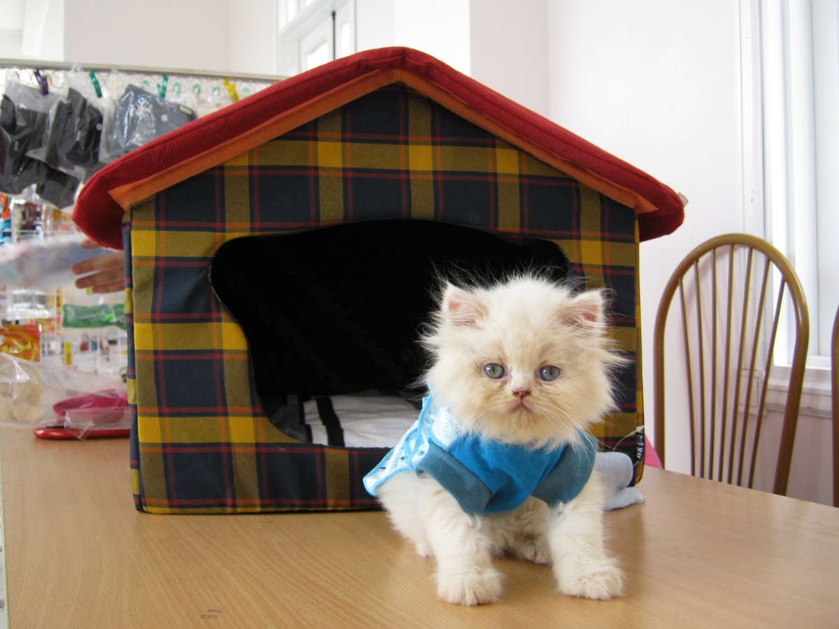 Nhiều người thích nuôi mèo cảnh