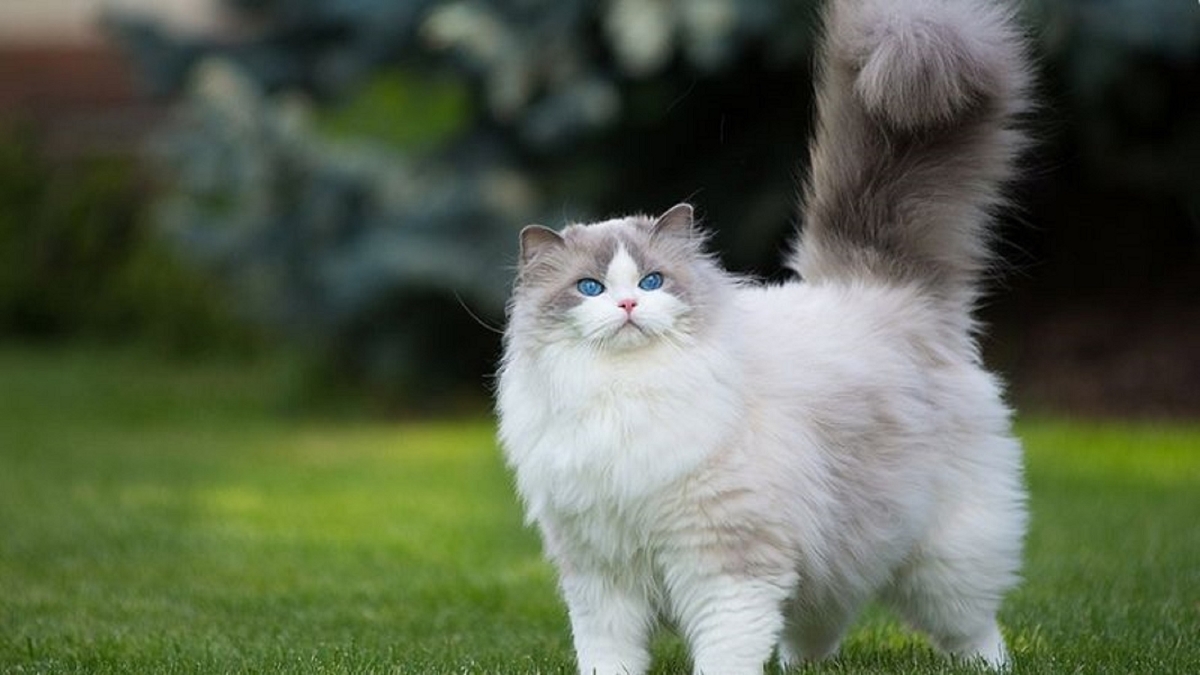 M&egrave;o&nbsp;Ragdoll