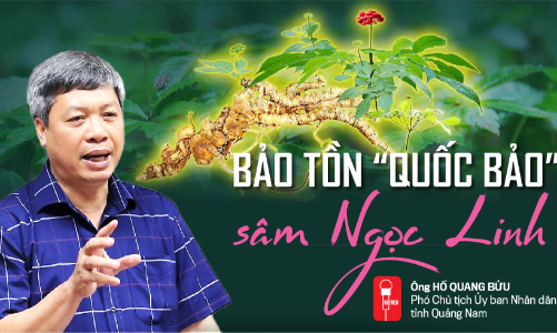 Bảo tồn “quốc bảo” sâm Ngọc Linh 