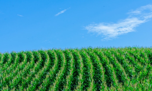 Cuộc cách mạng cải thiện hiệu suất nông nghiệp bằng dữ liệu vệ tinh