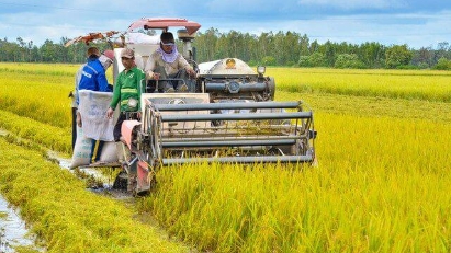 New support for rice growers