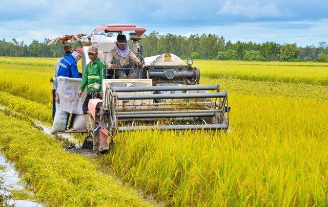 New support for rice growers