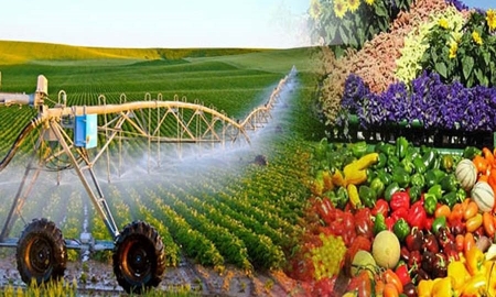 Sức lan tỏa lớn từ các dự án hỗ trợ của UNDP đối với nông nghiệp Việt Nam