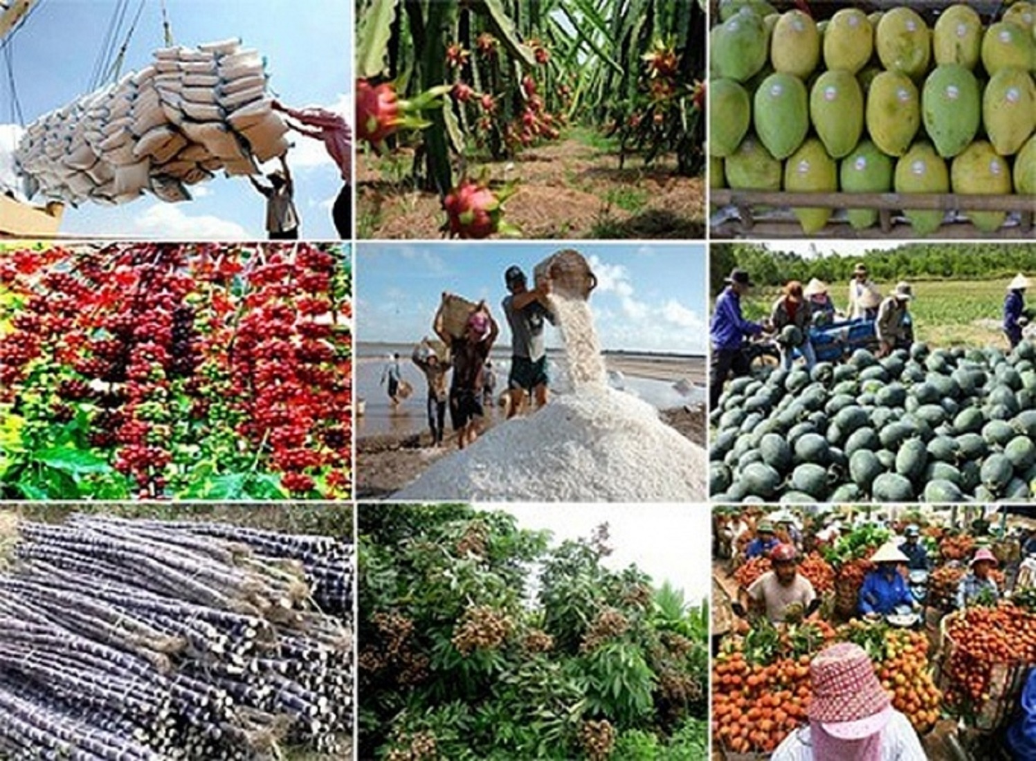 Giá trị xuất khẩu nông lâm thủy sản tháng 1/2023 giảm 23% so với cùng kỳ năm 2022.