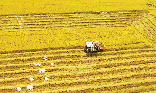 Vùng Đồng bằng sông Cửu Long tập trung vào các dự án lớn