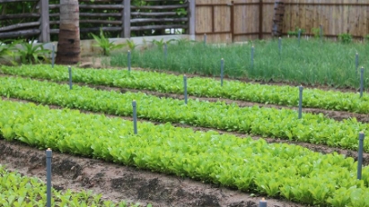 Alma Resort growing its own food at its own farm
