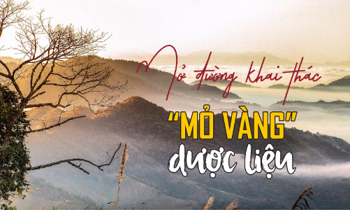 Mở đường khai thác “mỏ vàng ” dược liệu 