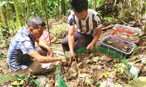 Sâm Ngọc Linh chết hàng loạt, nhiều hộ nông dân được khoanh nợ