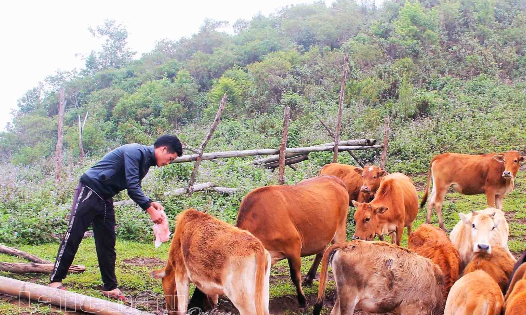 Người dân xã Tà Tổng, huyện Mường Tè (tỉnh Lai Châu) phát triển chăn nuôi