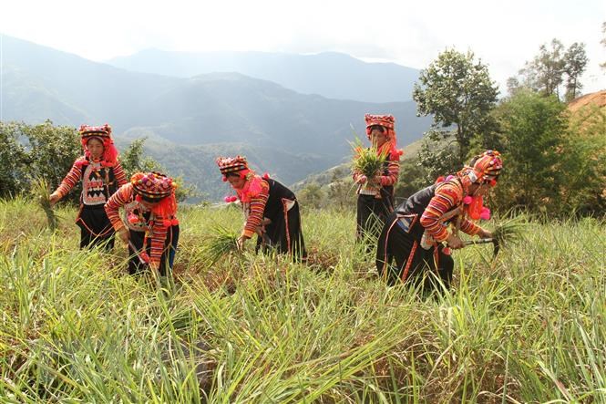 Người dân huyện Mường Tè thu hoạch xả để làm tinh dầu. Ảnh: TTXVN