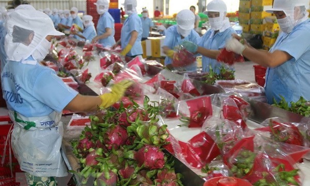 Thanh long là trái cây được ưa chuộng tại thị trường Trung Quốc