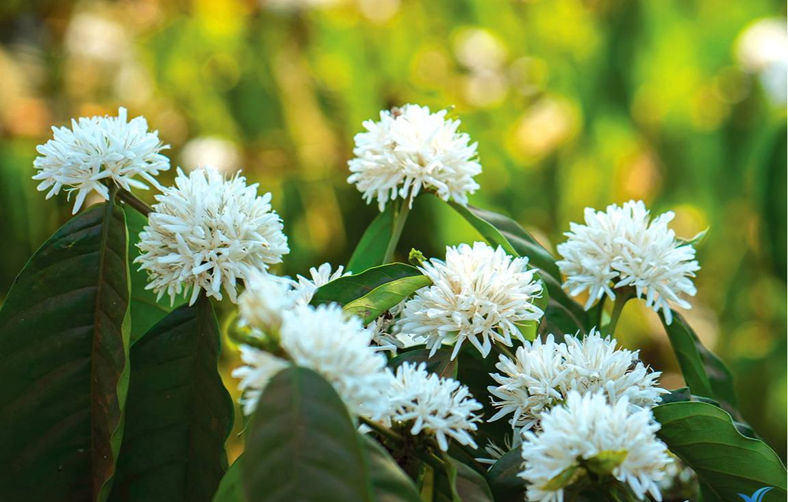 Th&aacute;ng ba cũng l&agrave; m&ugrave;a hoa c&agrave; ph&ecirc; nở, rất th&iacute;ch hợp cho những tour du lịch c&agrave; ph&ecirc;.