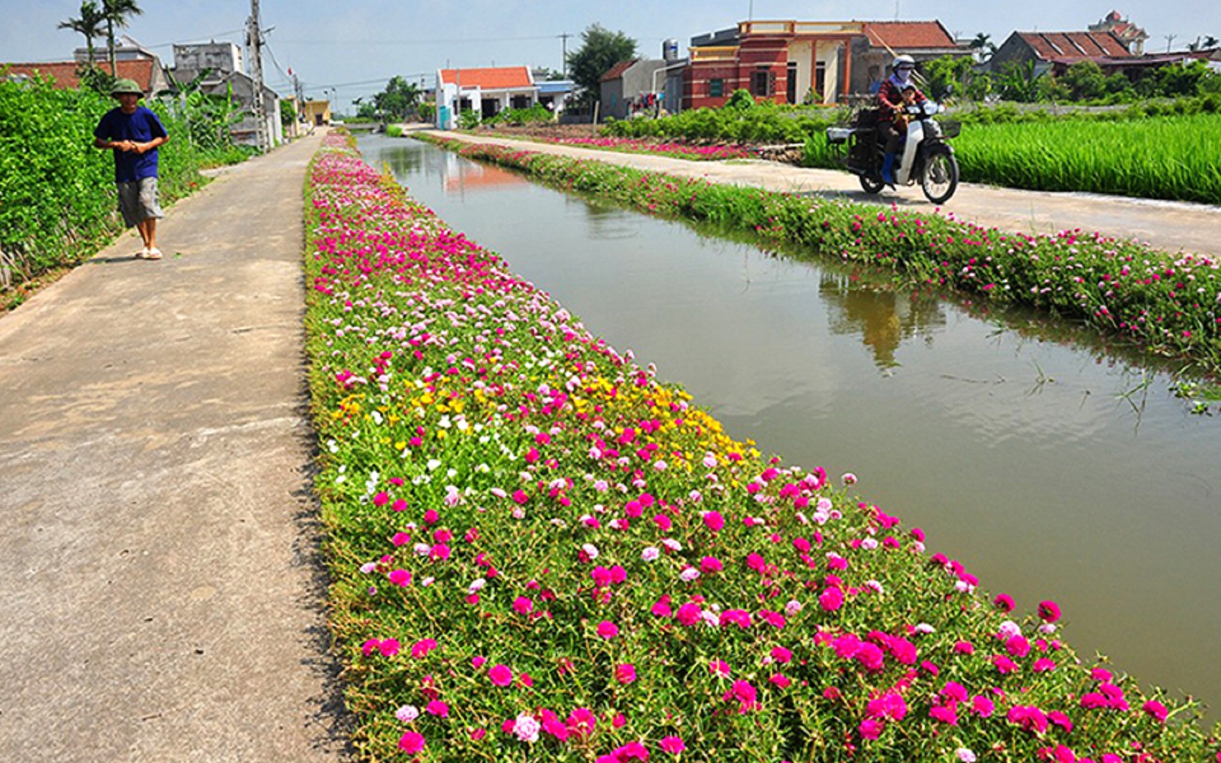 Quy hoạch cảnh quan phải giữ được "chất" nông thôn.
