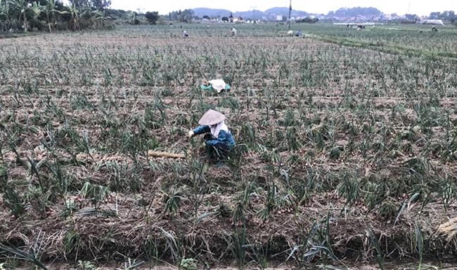 Nông dân Kinh Môn thu hoạch hành trên đồng ruộng. Ảnh: Chu Khôi.