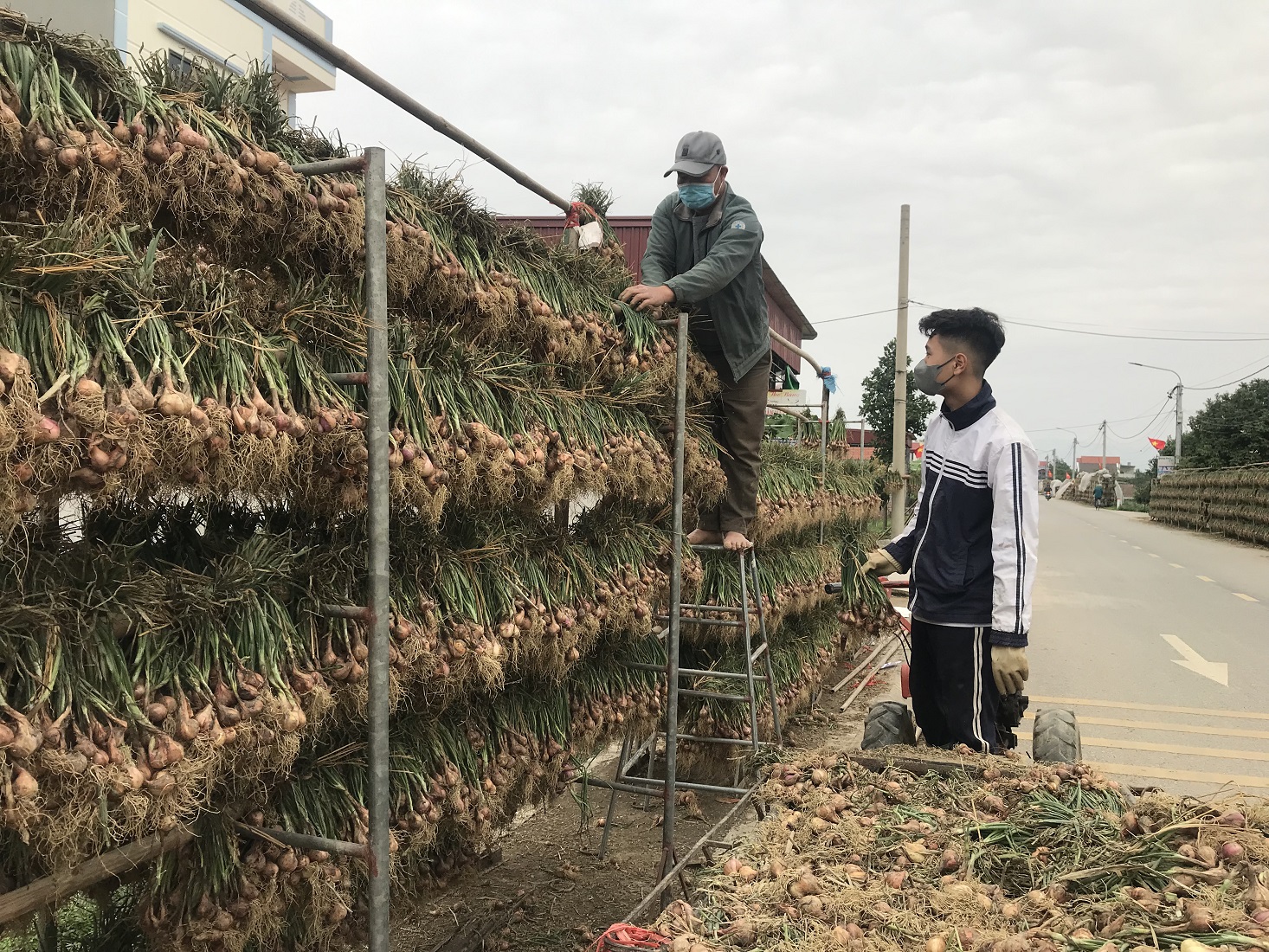 Phơi hành trên đường làng ở xã Bạch Đằng. Ảnh: Chu Khôi.