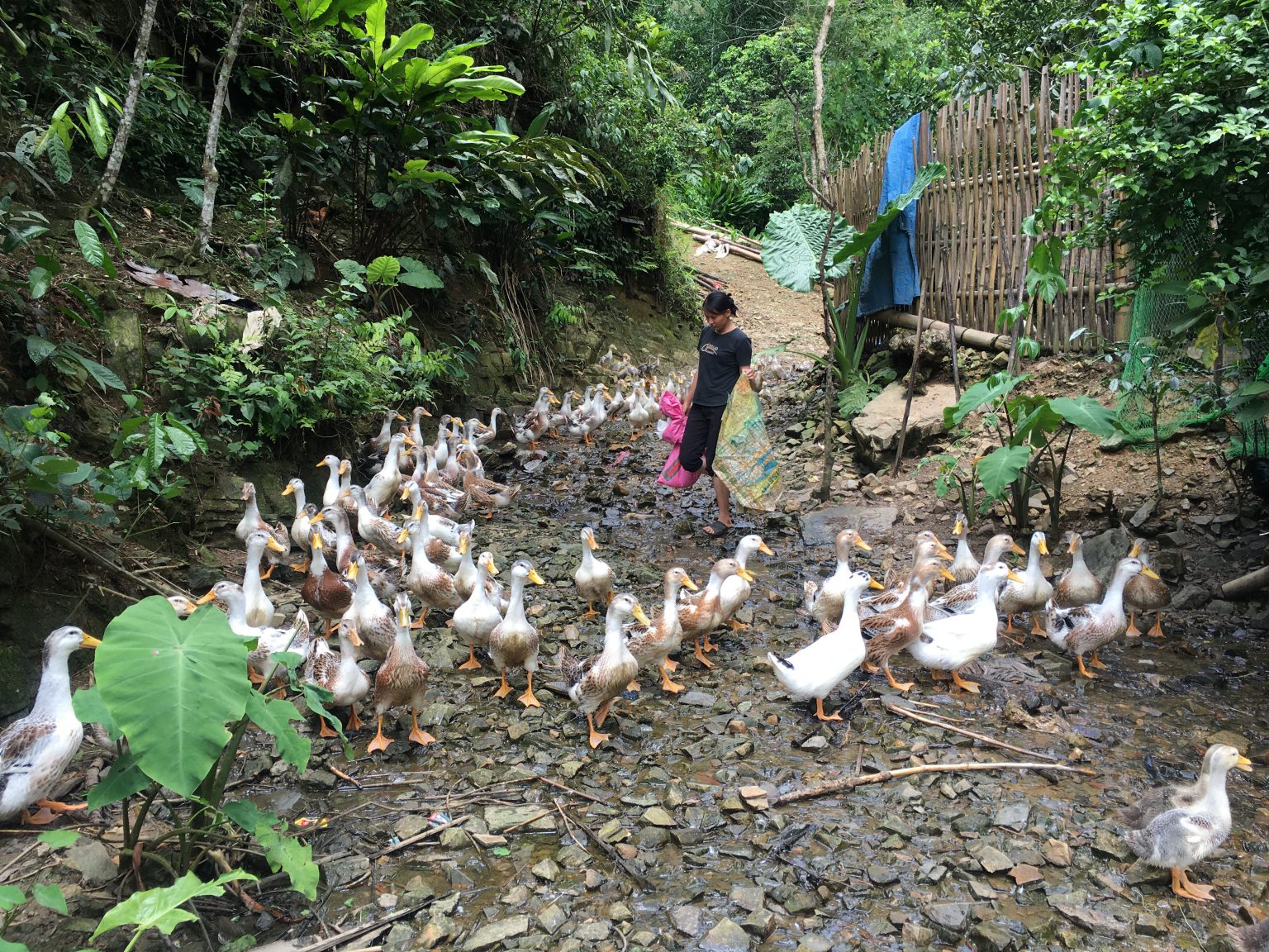&nbsp;M&ocirc; h&igrave;nh chăn nu&ocirc;i gia cầm tại x&atilde; Vi Hương - huyện Bạch Th&ocirc;ng