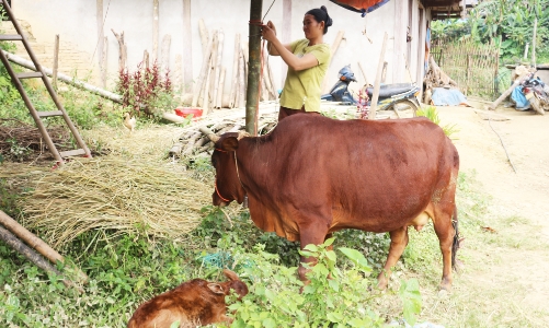 Bắc Kạn triển khai đồng bộ các chính sách về giảm nghèo
