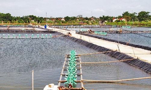 Thanh Hóa chuẩn bị khởi động dự án 400 tỷ đồng phát triển thủy sản bền vững