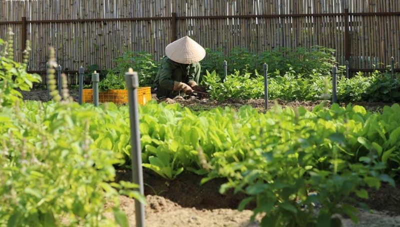 Hotels and resorts developing their own farms