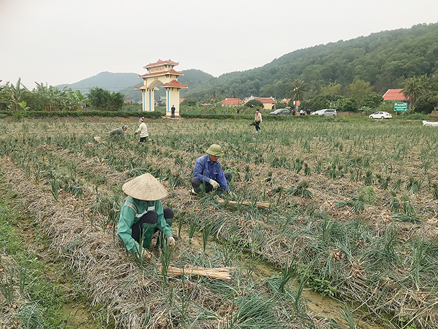 Thu hoạch hành trên đồng ruộng ở xã Bạch Đằng