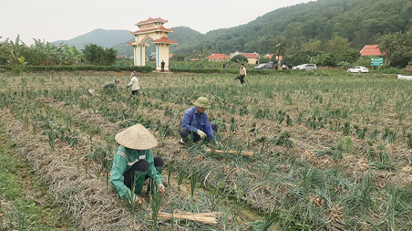 Nông thôn mới đi lên từ nông nghiệp xanh 