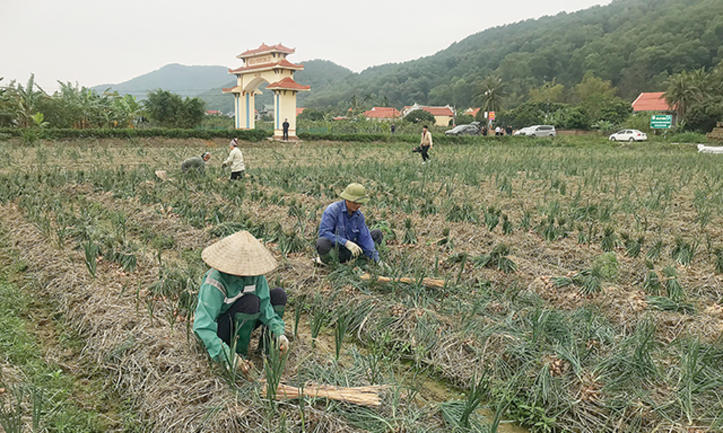 Thu hoạch hành trên đồng ruộng ở xã Bạch Đằng