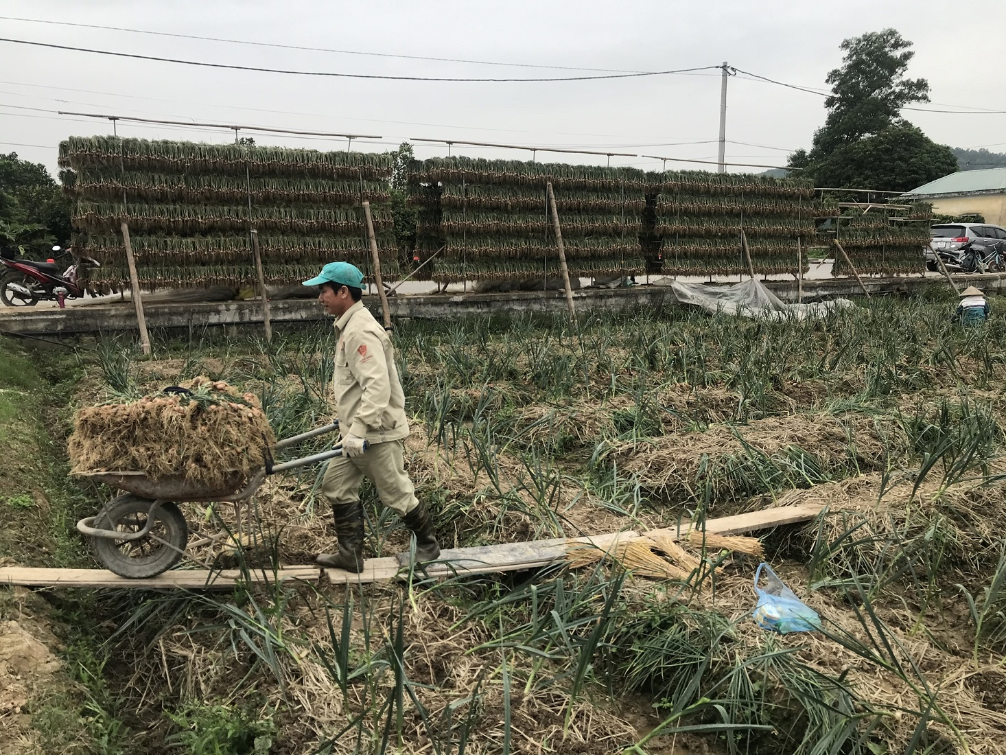 Thu hoạch h&agrave;nh ở x&atilde; Bạch Đằng